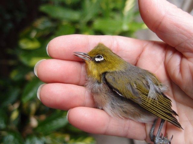 Tiny Yellow Bird BIRDS In BACKYARDS